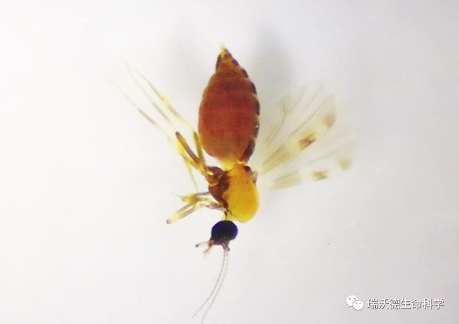 用显微镜做实验的视频,学习使用显微镜的实验现场照片