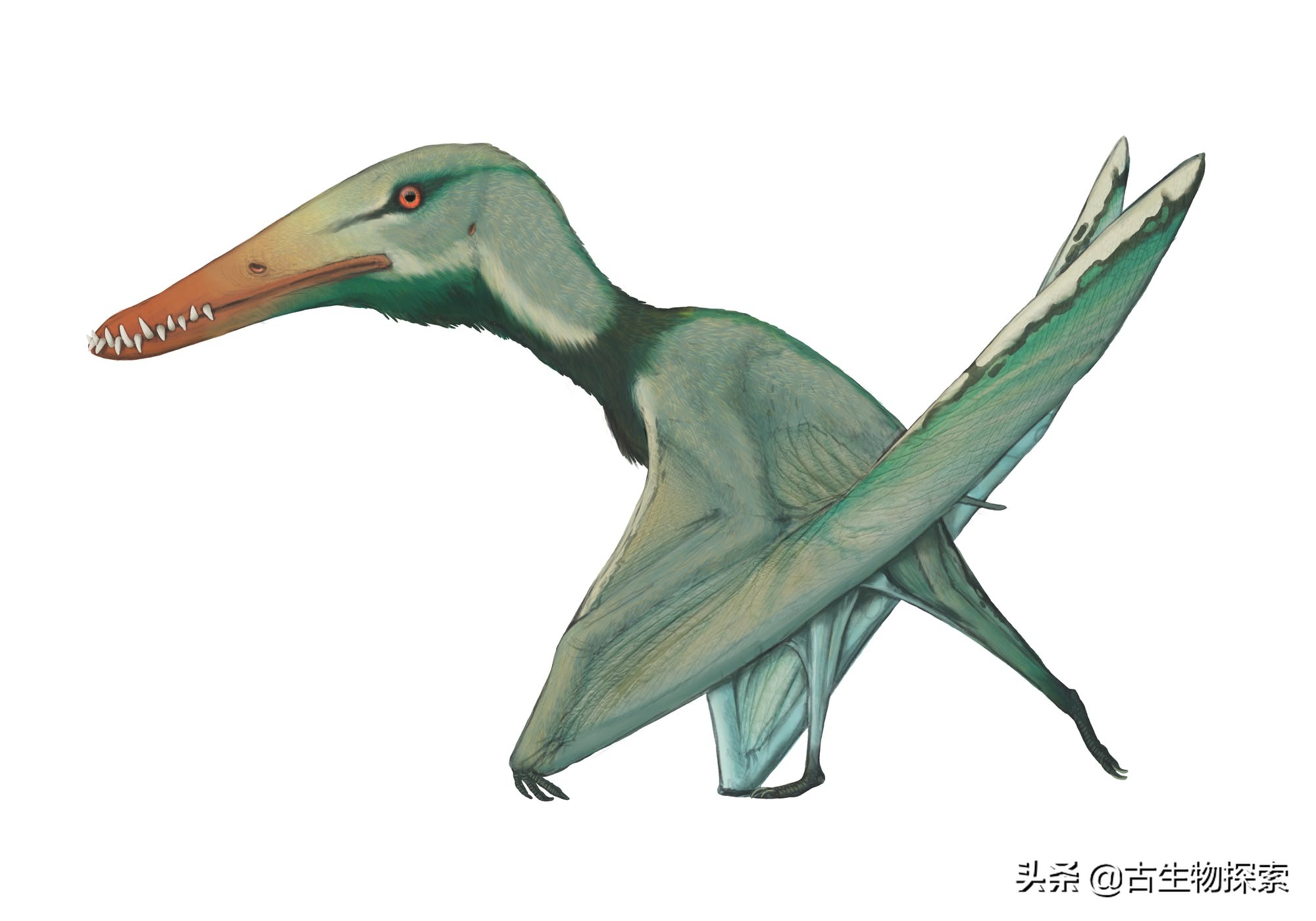 中国翼龙中东实战,中国翼龙直升飞机