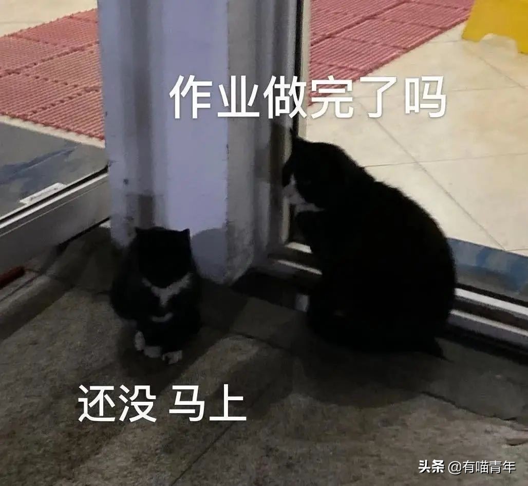 北大猫咪图鉴,中国人民大学猫咪图鉴