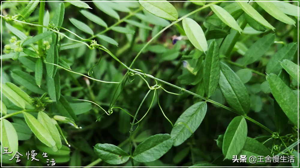 不要看不起农村,不要看不起耕田的人
