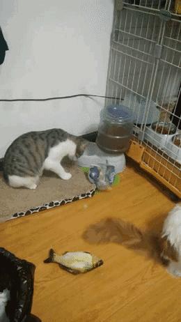 猫咪不习惯吃的表现,猫咪不为人知的用途