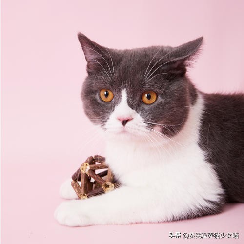 猫咪最爱的7款玩具,猫咪玩具排行榜前十名