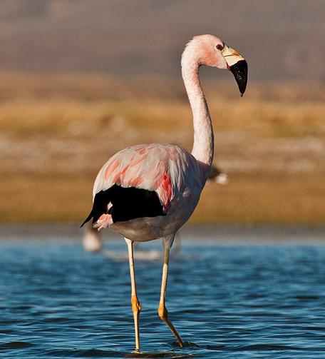 东江揽胜,惠州淡水常见鸟类图谱