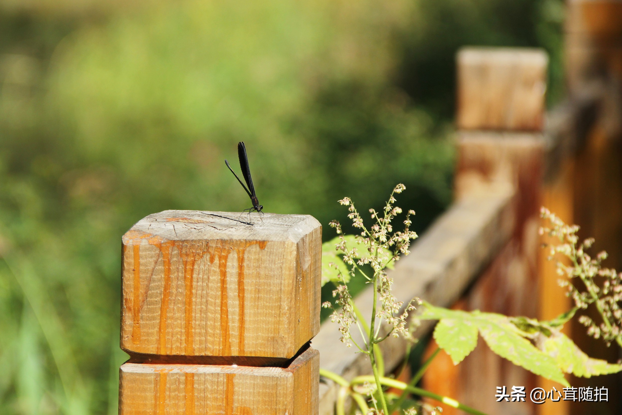 自驾白河湾,白河湾自然风景区自驾