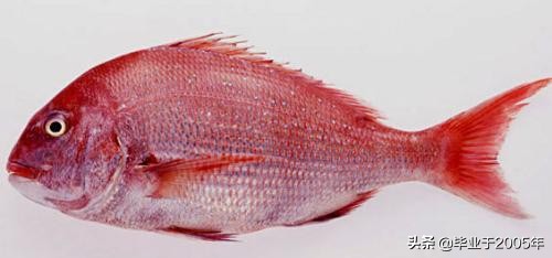 辽宁的水产品有哪些,辽宁常见的鱼