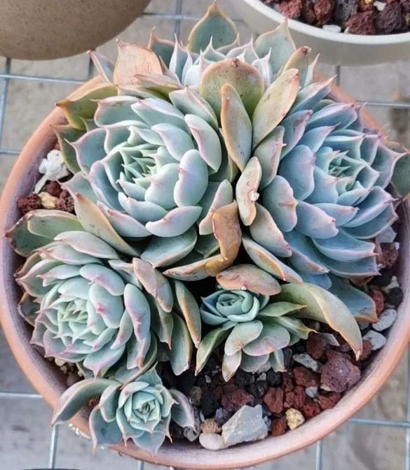 养多肉植物修身养性,多肉的习性和日常养护方法