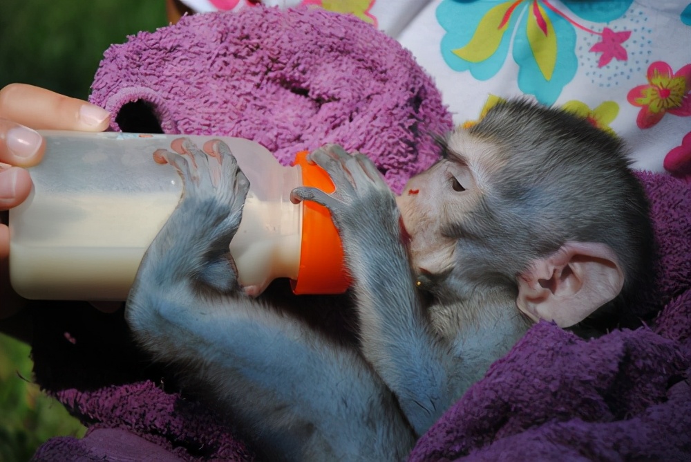 为什么说不能把猴子当宠物养,为什么不能把猴当宠物