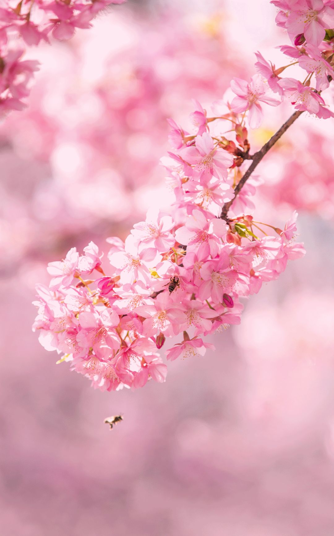 安家大结局有多少集,安家大结局解说