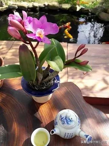 治疗锦鲤鱼病鱼药大全,锦鲤疑难杂症的治疗