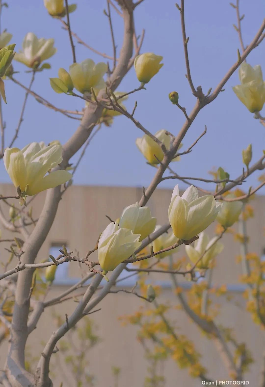 一个不出郑州的踏青好去处,天津春游公园推荐