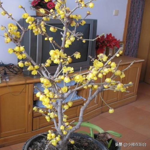 寒冬腊月养这“四种花”,越冷越开花,春节开的最美,花香满屋!