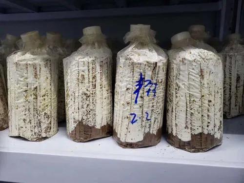 食用菌枝条菌种的优缺点,枝条菌种制作方法视频讲解