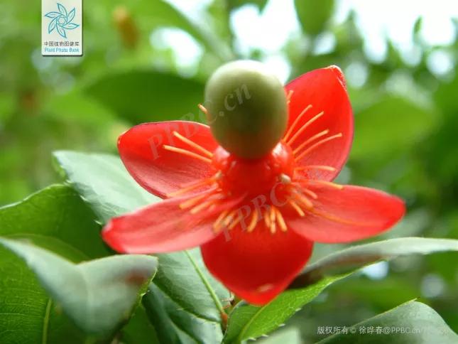 绣球花的花瓣好漂亮！等等，你确定那是花瓣？