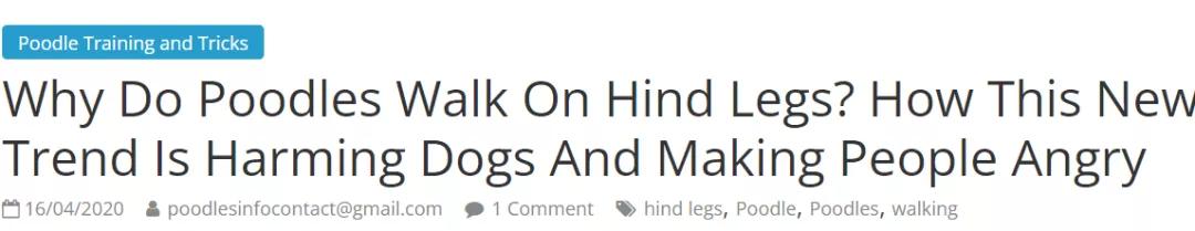 泰迪老是拱屁股怎么回事,泰迪头拱地脚刨地为什么