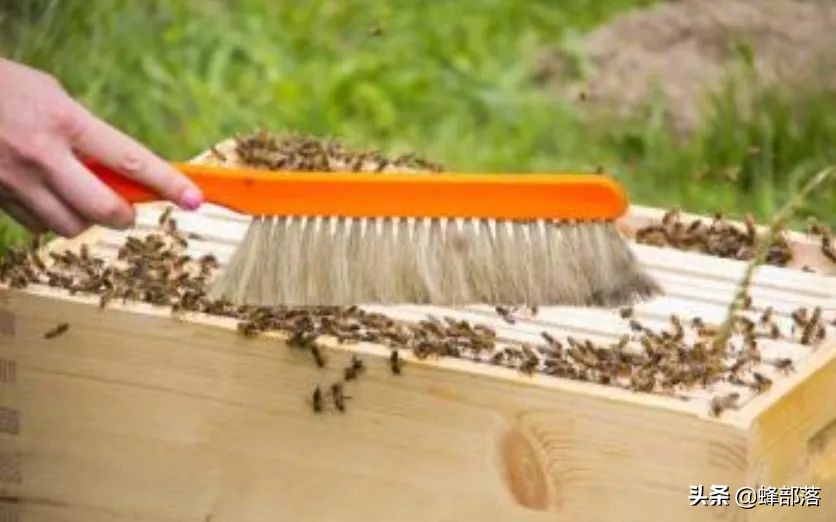 怎么防止蜜蜂偷蜂窝被抓,防蜜蜂飞逃绝招