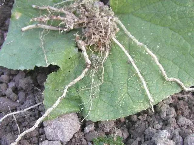 瓜类病害治疗药,瓜类主要病害有哪五条