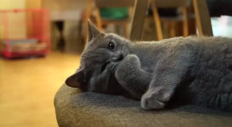 猫咖养小浣熊,小浣熊异宠