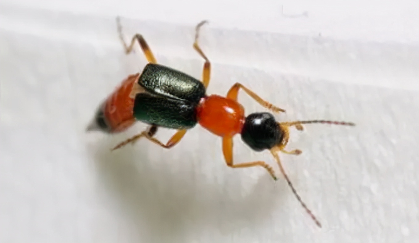 孩子被毒虫咬的伤疤怎么去掉,小孩被毒虫咬了用什么方法解决