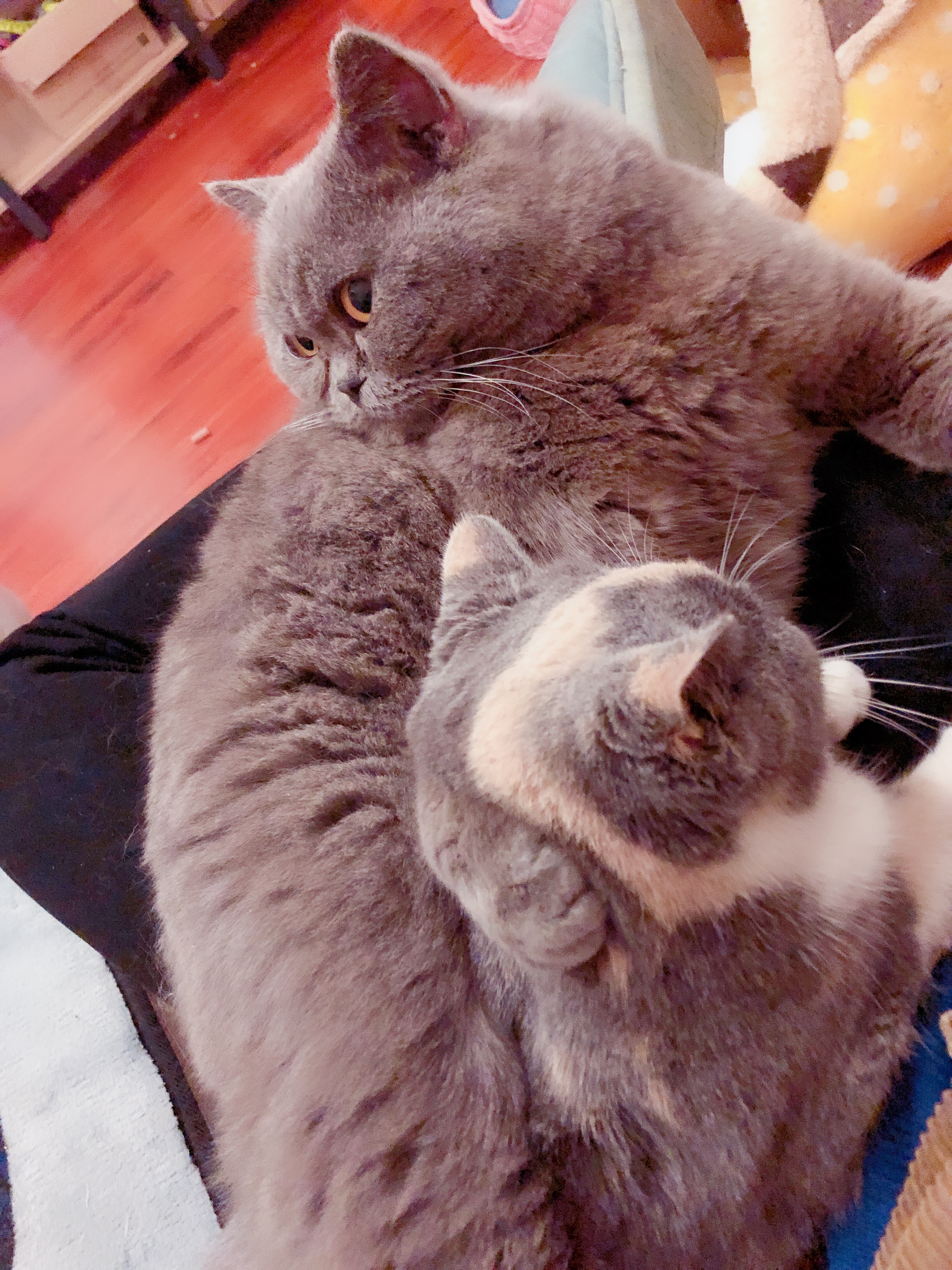 猫咪得了猫癣怎么才能治好它,小猫咪得了猫癣用碘伏可以治愈吗