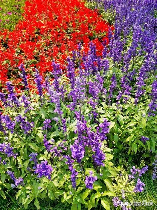 京城新增一“小江南”！免费人少