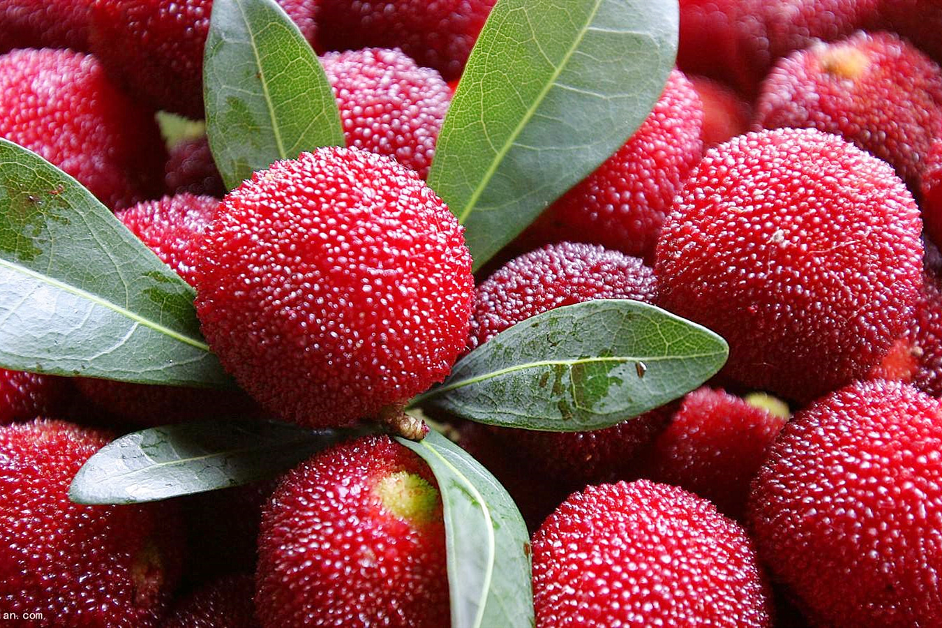 洗杨梅洗出虫子,洗杨梅用碱可以么