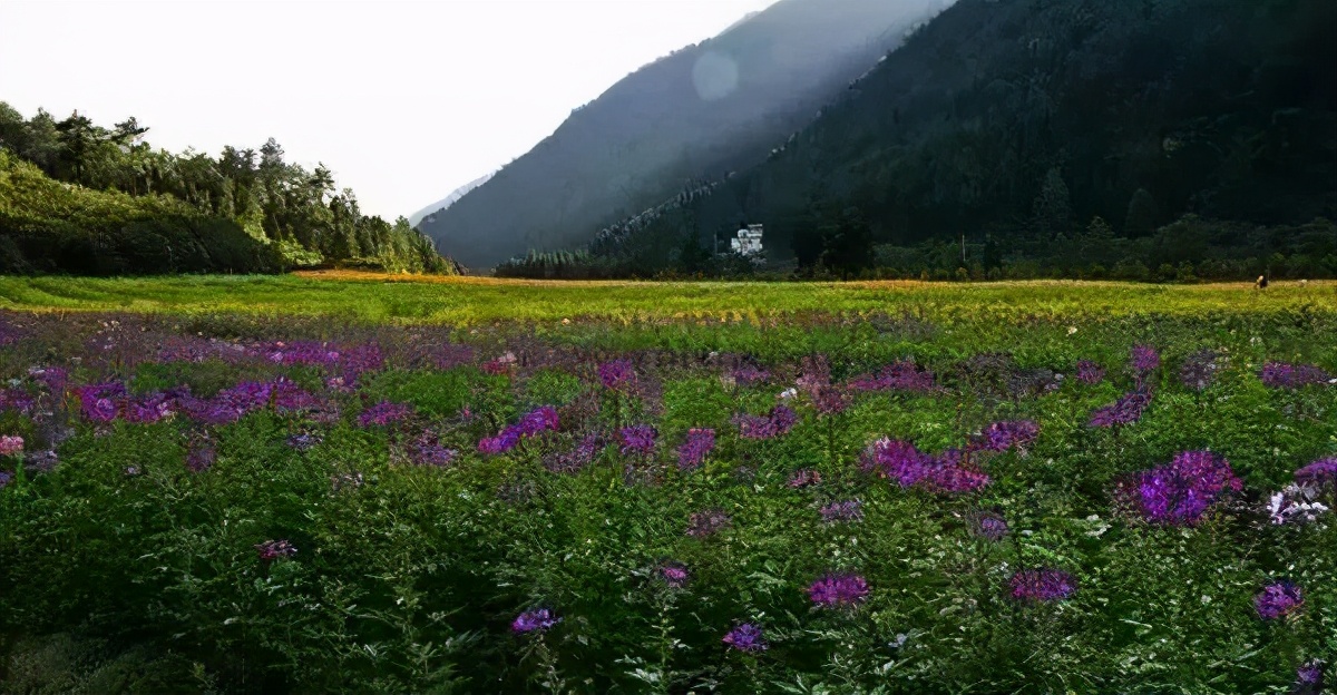 重庆风景优美的旅游地免费,重庆风景好的地方三天自驾游