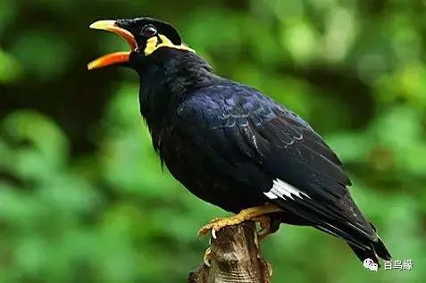 训练鹩哥鸟教程,训练鹩哥古诗