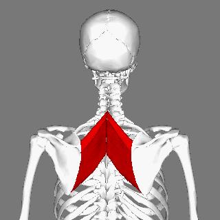 蝴蝶骨中间脊椎有凸起,翼状肩胛为何要加强菱形肌