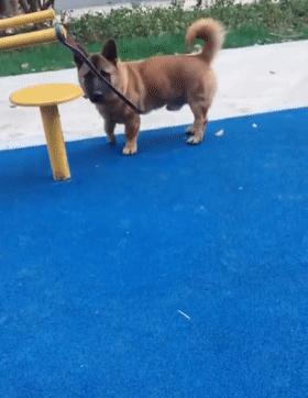 柯基和柯基生出的宝宝长得像吗,来看看柯基强大的基因