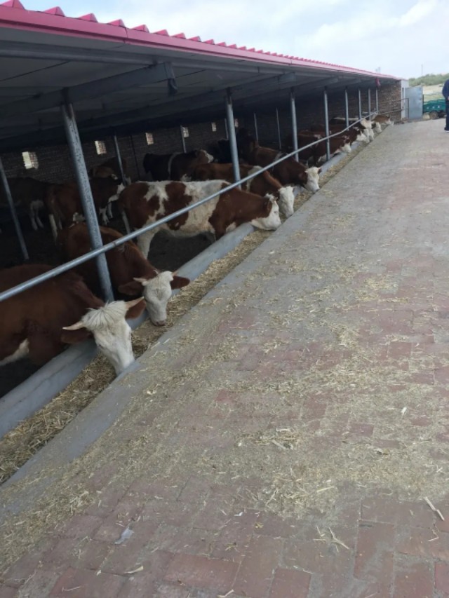 牛犊应激用什么药,牛犊长途运输一般要调理多久