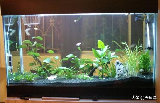 鱼缸加黄粉对其他鱼有影响吗,鱼缸加黄粉后要不要爆氧