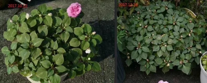 我是这样开爆的，1盆非洲凤仙3年奋斗史，看完你也试试