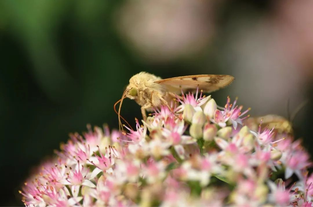 传说中的蛊虫真的有吗,传说中的扑棱蛾子