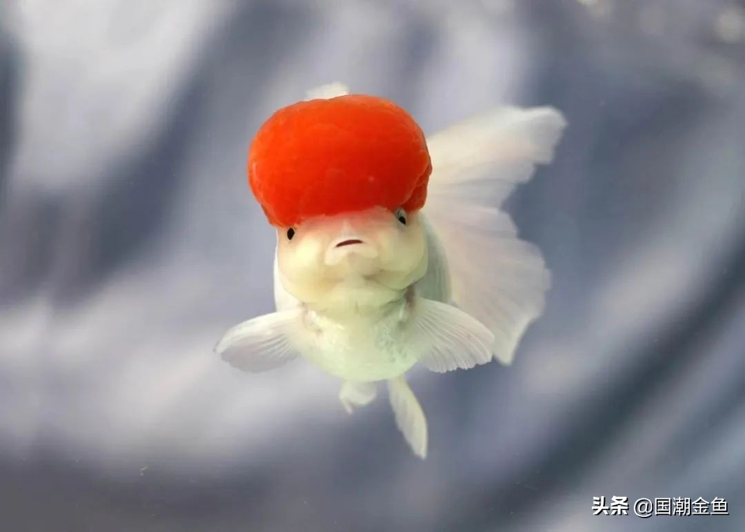 最有特色的金鱼,传统老三样金鱼