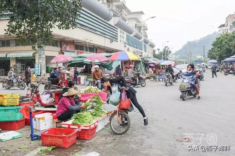 惠州镇隆荔枝什么品种,惠州镇隆自摘荔枝在哪