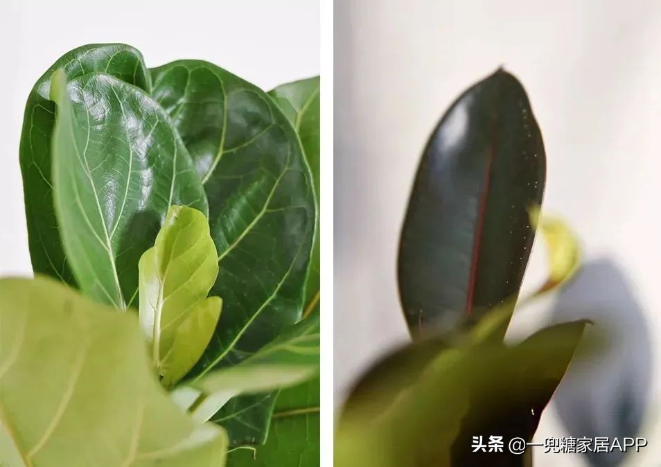 春天花会开|这20家植物淘宝店，植物杀手看了也想买！