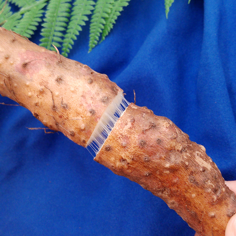 正宗怀山药,道地食养怀山药