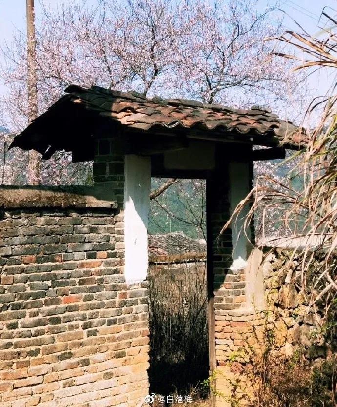 白落梅|仿佛三千年前的春天，正缓缓走来