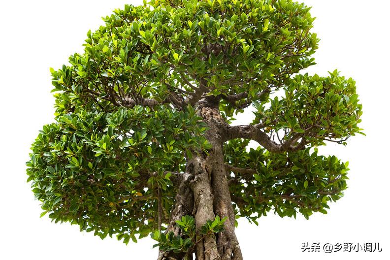 榕树叶子发黄掉叶是怎么回事,大榕树叶子发黄掉叶是怎么回事