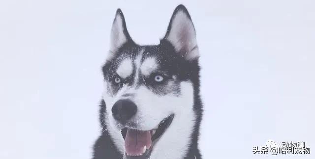 哈士奇太调皮被主人放狗咬,当哈士奇粘到了黏鼠板