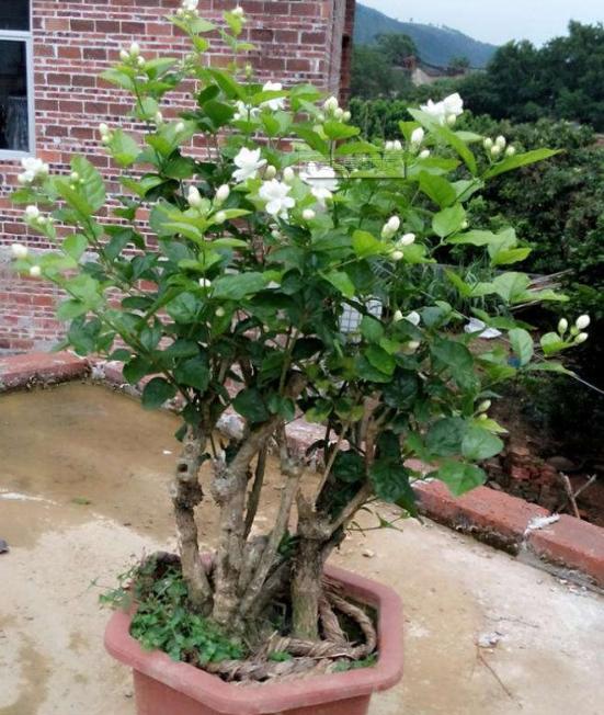 养老桩茉莉花，“半死不活”太愁人？这样去处理，焕发“新生机”