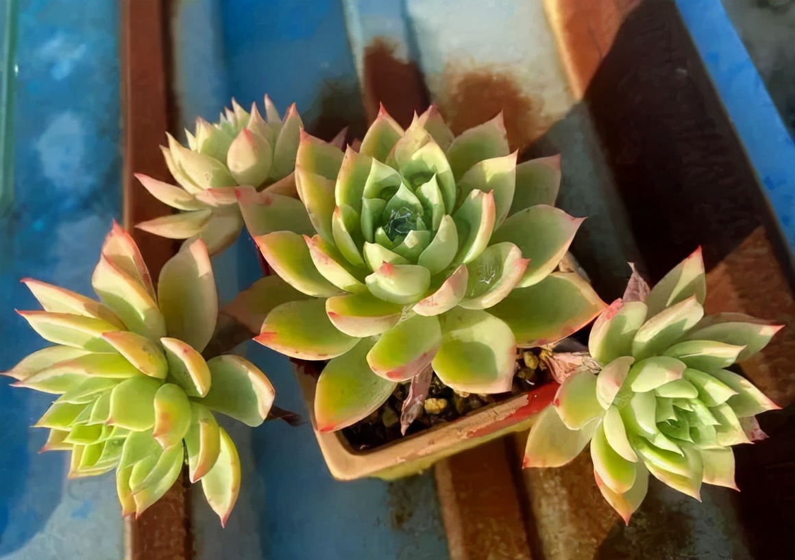 又到了晒肉的季节了,浙江一年一度晒肉季