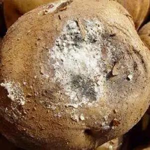 马铃薯黑茎病发病主要原因,马铃薯白霉病怎么办