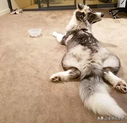 狗中三傻阿拉斯加萨摩耶,哈士奇阿拉斯加萨摩耶是哪里的狗