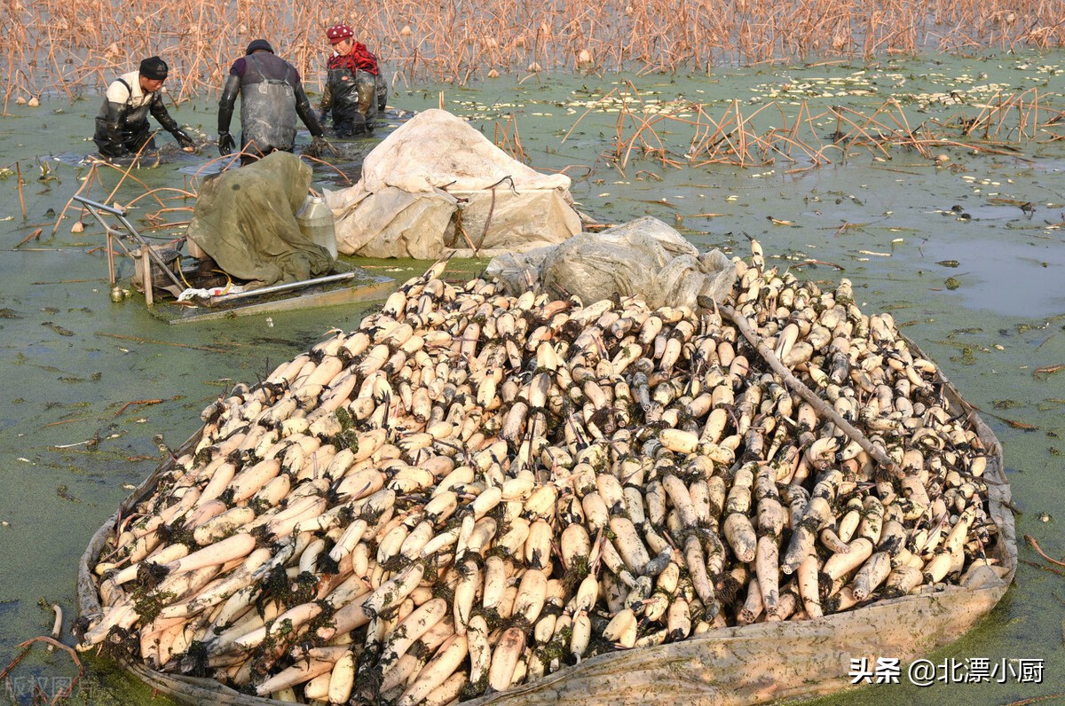 全国哪里莲藕最多最便宜,全国最好的莲藕品种粉藕