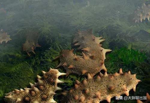 去韩国签证怎么办,韩国签证查询网站