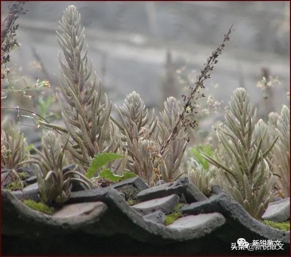 鲁家大院拍摄真实故事,鲁家大院在哪里