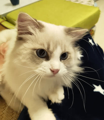 猫咪为什么喜欢在身上踩来踩去,猫咪咬衣服踩来踩去