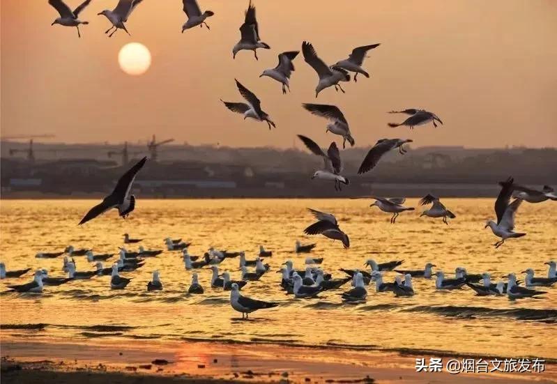 蓬莱美味,冬天蓬莱好吃的