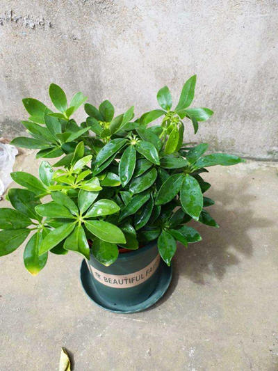 鸭掌木绿植推荐品种有哪些,一种绿植叫什么竹